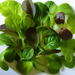 Pak Choi Mix salátakeverék vetőmag