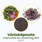 Vöröskáposzta mikrozöld és csíramag BIO