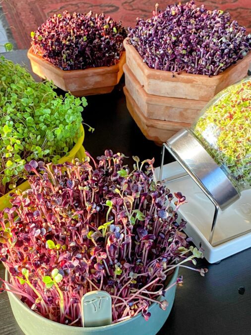 mikrozöld termesztés