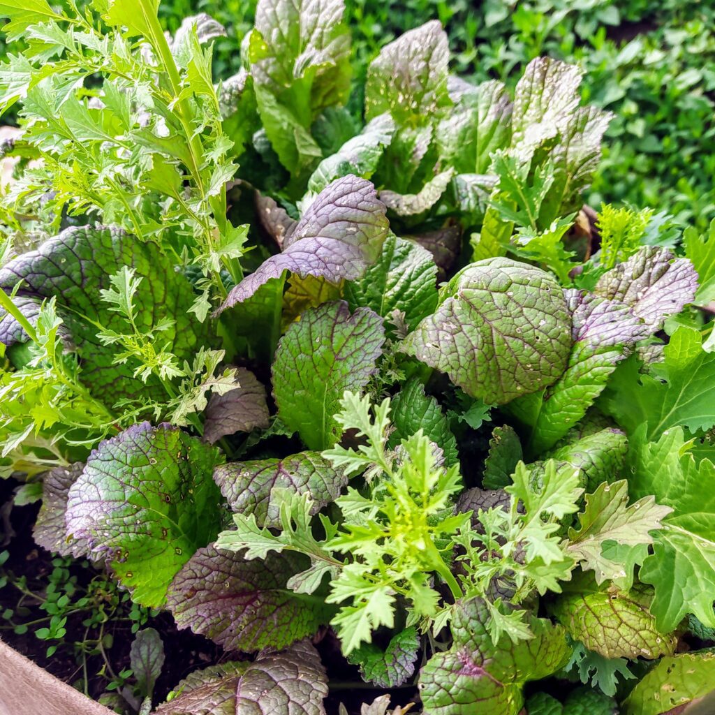 tépősaláta termesztés