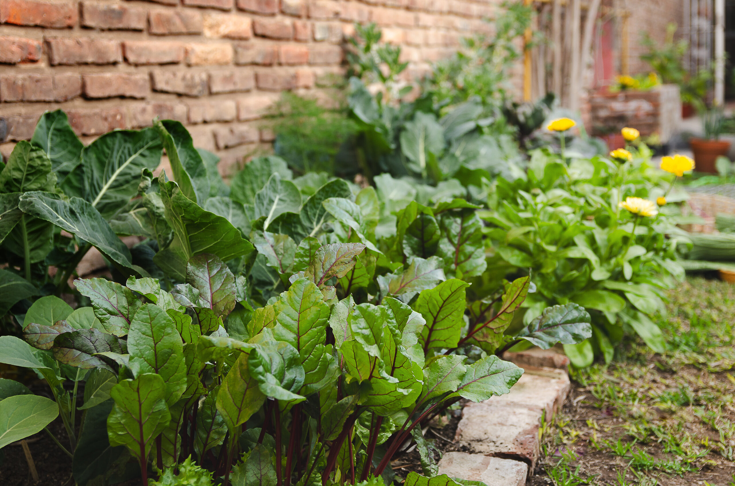 ősszel vethető zöldségek