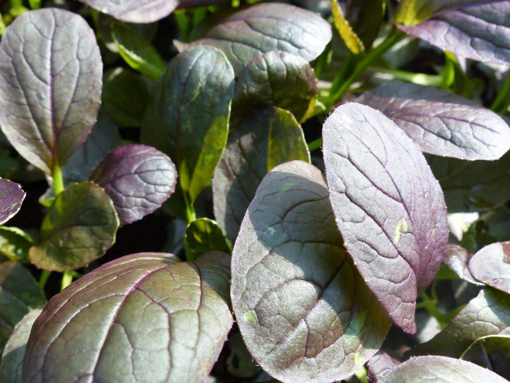 Komatsuna Mustárspenót tépősaláta