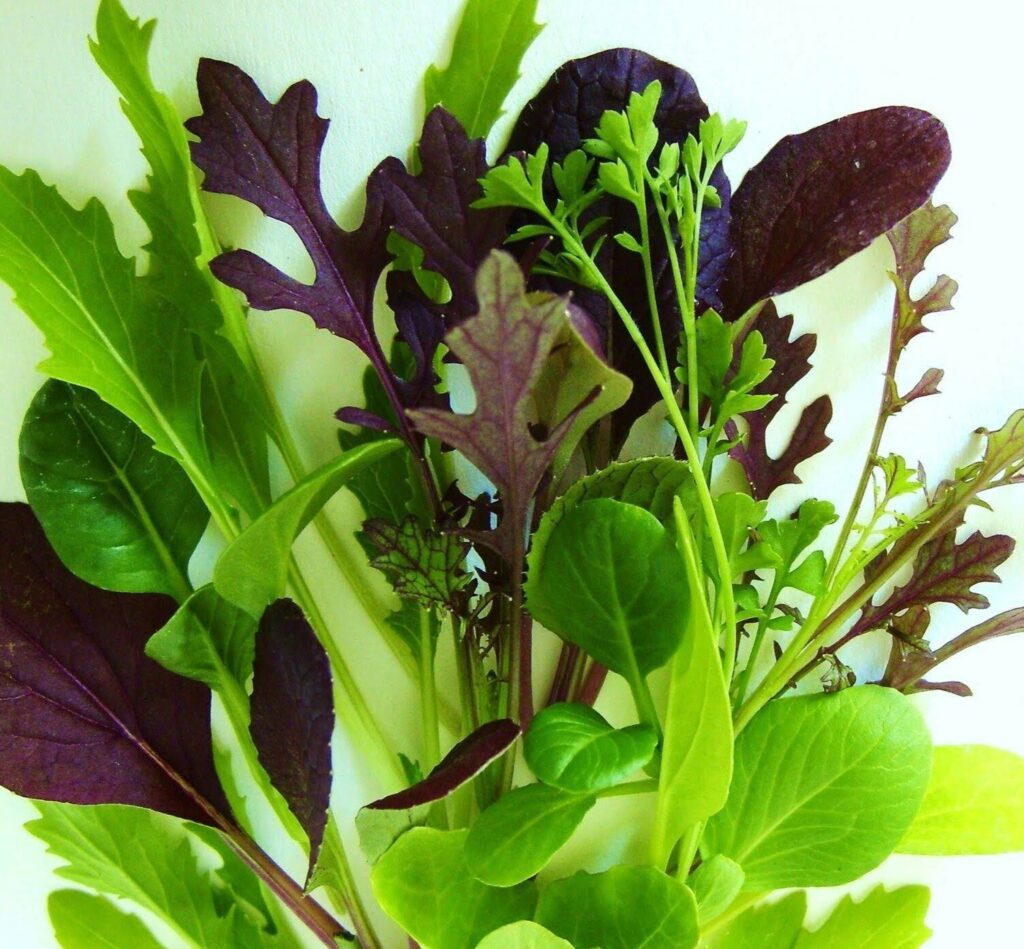 fodros leveleű tépősaláta keverék intenzív ízzel