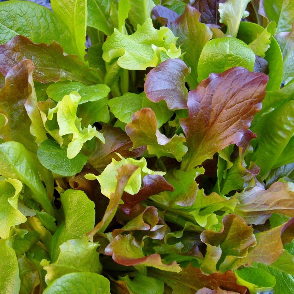 mesclun tépősaláta keverék