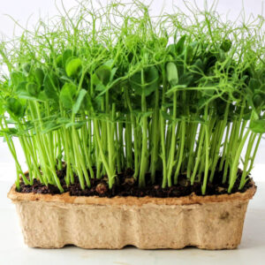 Zöldborsó mag mikrozöldnek - STYLE