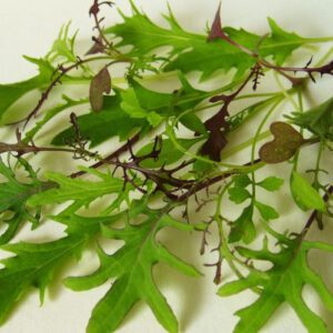 Fodros levelű salátakeverék vetőmag