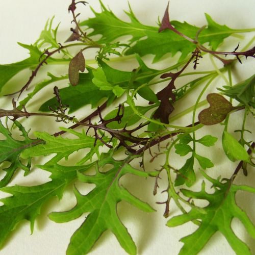 Fodros levelű salátakeverék vetőmag