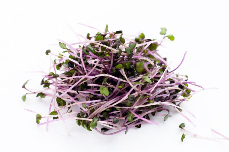 Vöröskáposzta mikrozöld és csíramag BIO - Image 2