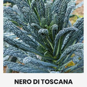 Fodros kel NERO DI TOSCANA vetőmag