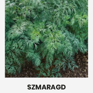 Kapor SZMARAGD vetőmag