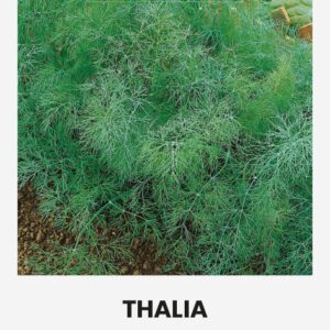 Kapor THALIA vetőmag