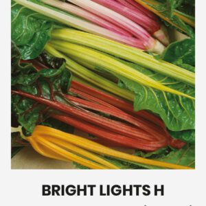 Mángold BRIGHT LIGHTS vetőmag