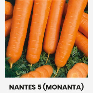 Sárgarépa NANTES 5 (MONANTA) vetőmag