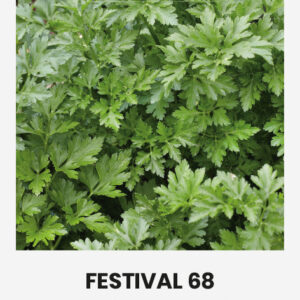 Petrezselyem Festival 68 vetőmag