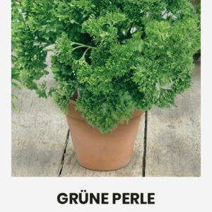 Metélő petrezselyem Grüne Perle vetőmag