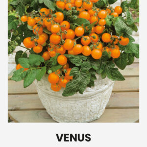 Balkon koktélparadicsom Venus vetőmag