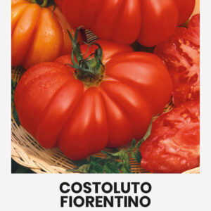 Paradicsom COSTOLUTO FIORENTINO vetőmag