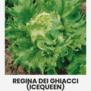 Jégsaláta REGINA DEI GHIACCI vetőmag