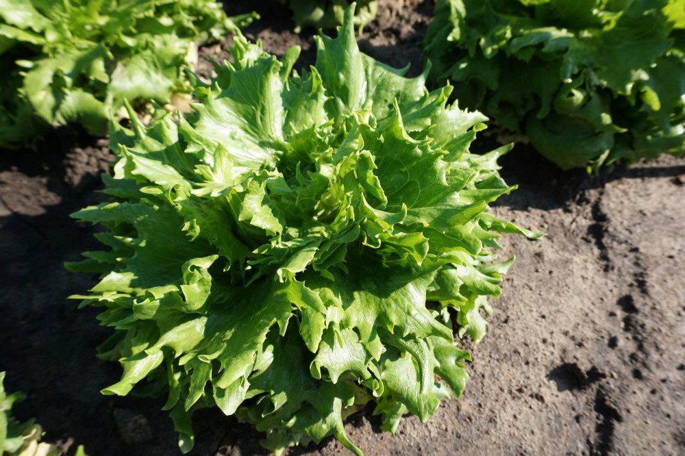 Jégsaláta REGINA DEI GHIACCI vetőmag - Image 2