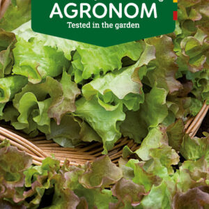 Saláta  AMERIKANISCHER BRAUNER vetőmag