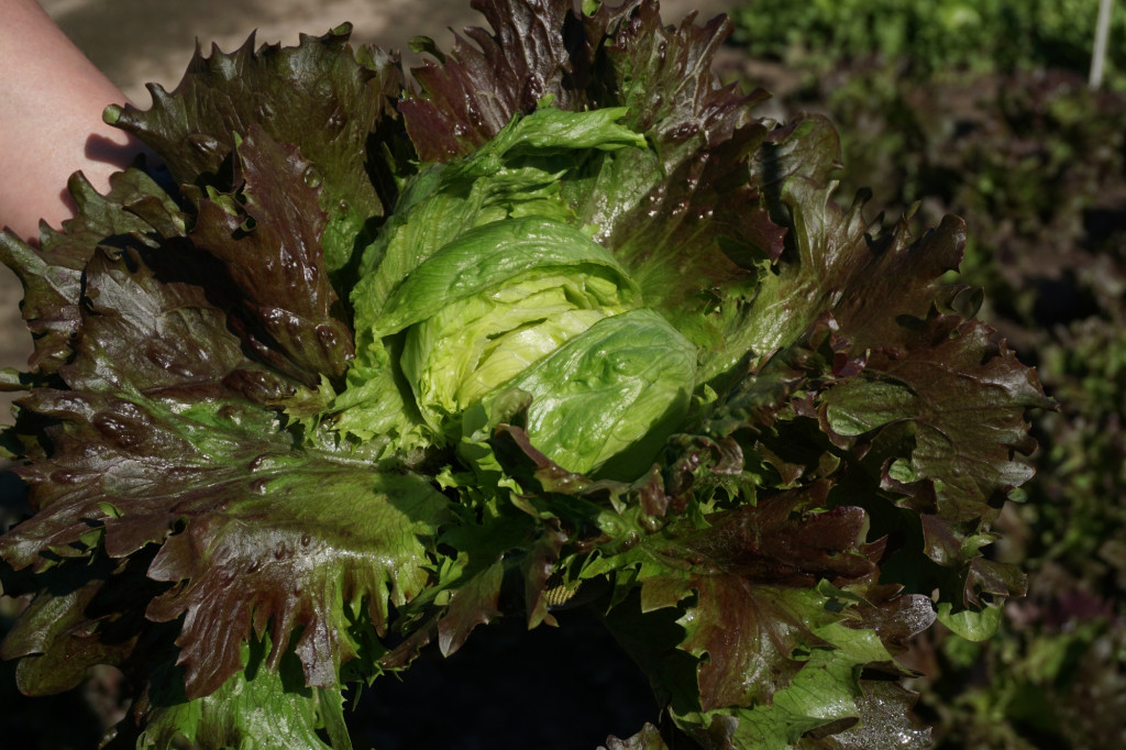 Saláta DEREL vetőmag - Image 2