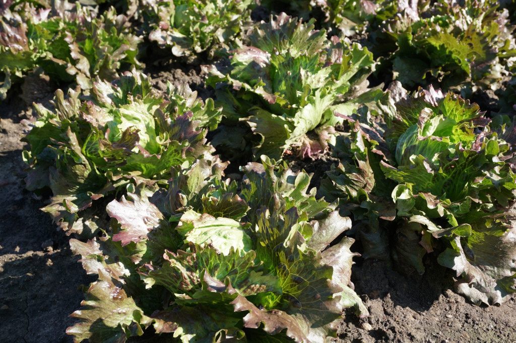 Saláta DEREL vetőmag - Image 3