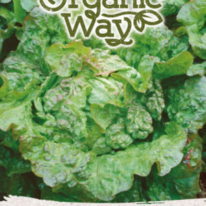 Saláta REGINA DI MAGGIO vetőmag