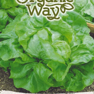 Saláta MERVEILLE D'HIVER vetőmag