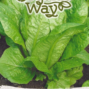 Római saláta PARRIS ISLAND COS vetőmag