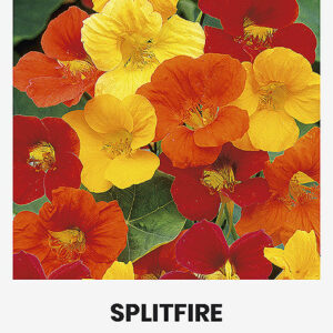 Sarkantyúka Splitfire vetőmag