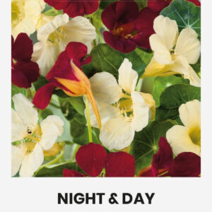 Sarkantyúka NIGHT & DAY virágmag