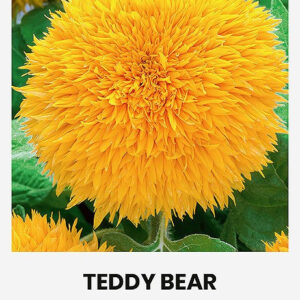 Napraforgó TEDDY BEAR vetőmag