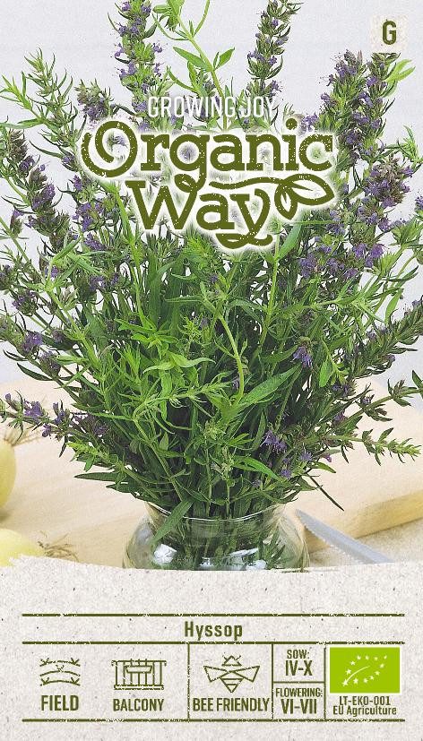 Kerti izsóp vetőmag