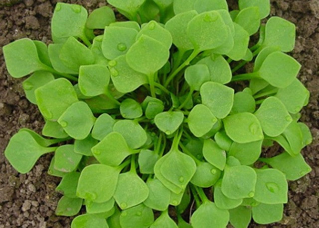 Téli porcsin vetőmag - Image 2