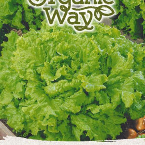 Saláta BLACK SEEDED SIMPSON vetőmag