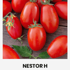 Paradicsom NESTOR H vetőmag