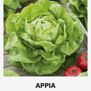Saláta APPIA vetőmag