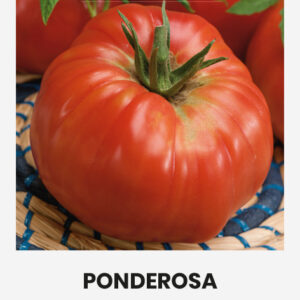 Paradicsom PONDEROSA vetőmag