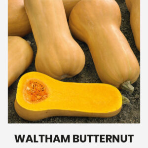 Sütőtök Butterbush F1 vetőmag