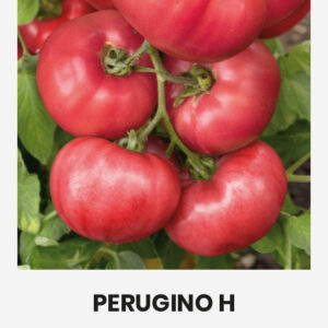 Paradicsom PERUGINO H vetőmag