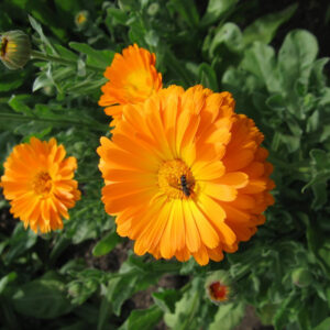 Körömvirág vetőmag – narancssárga Calendula, ehető virág és kerti védőnövény