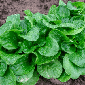 madársaláta vetőmag - a legfinomabb téli saláta