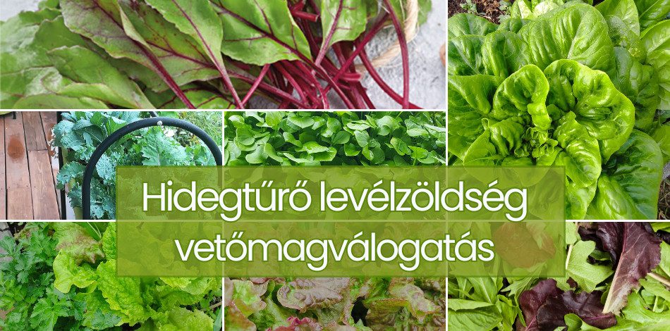 Hidegtűrő konyhakerti növények – 9-részes vetőmag válogatás őszre és tavaszra