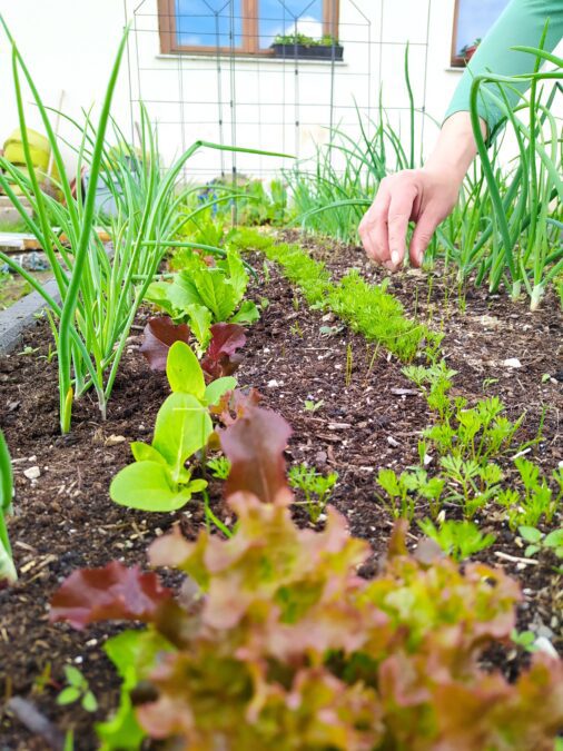 Márciusban vethető zöldségek konyhakertbe és balkonra