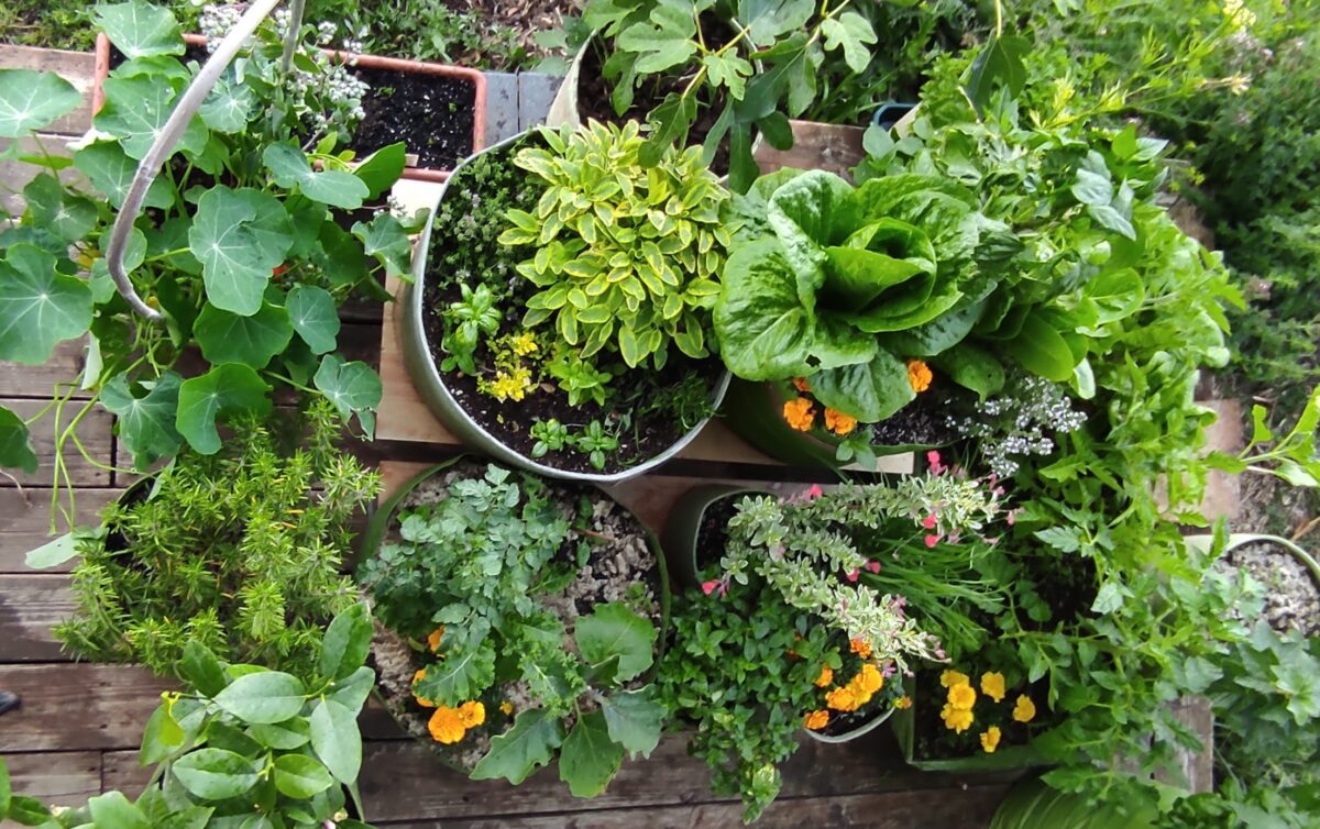 zöldségtermesztés erkélyen