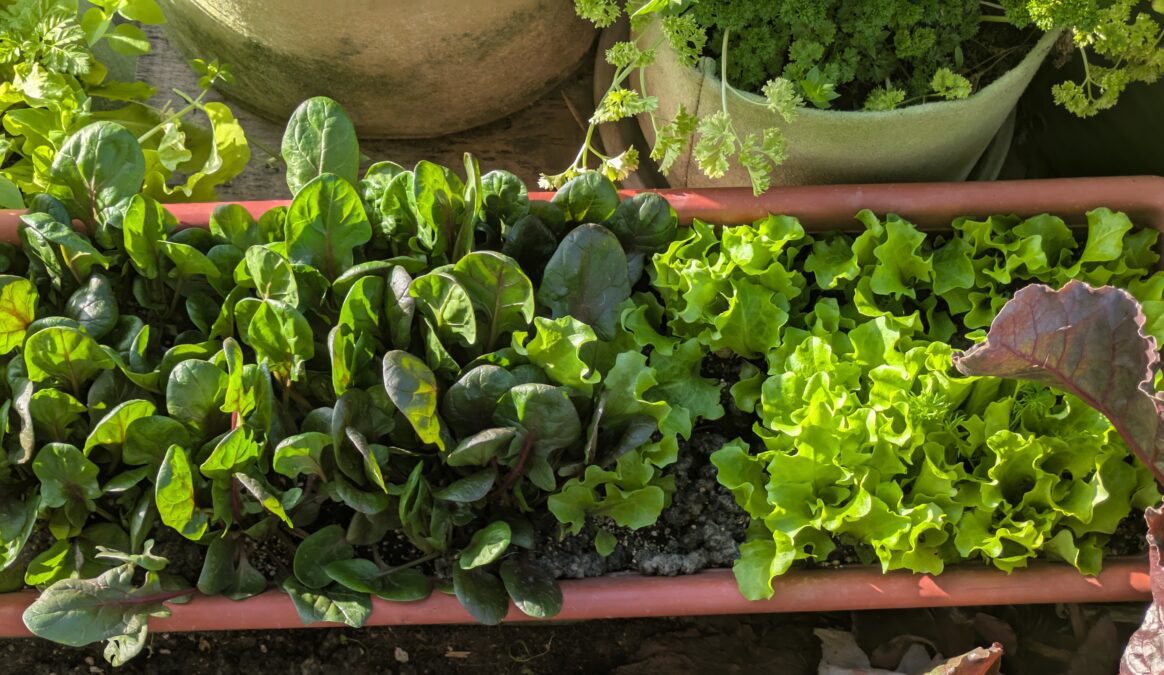 Balkonládában nevelt zöld saláta és spenót napos erkélyen, friss leveles zöldségek cserépben termesztve.