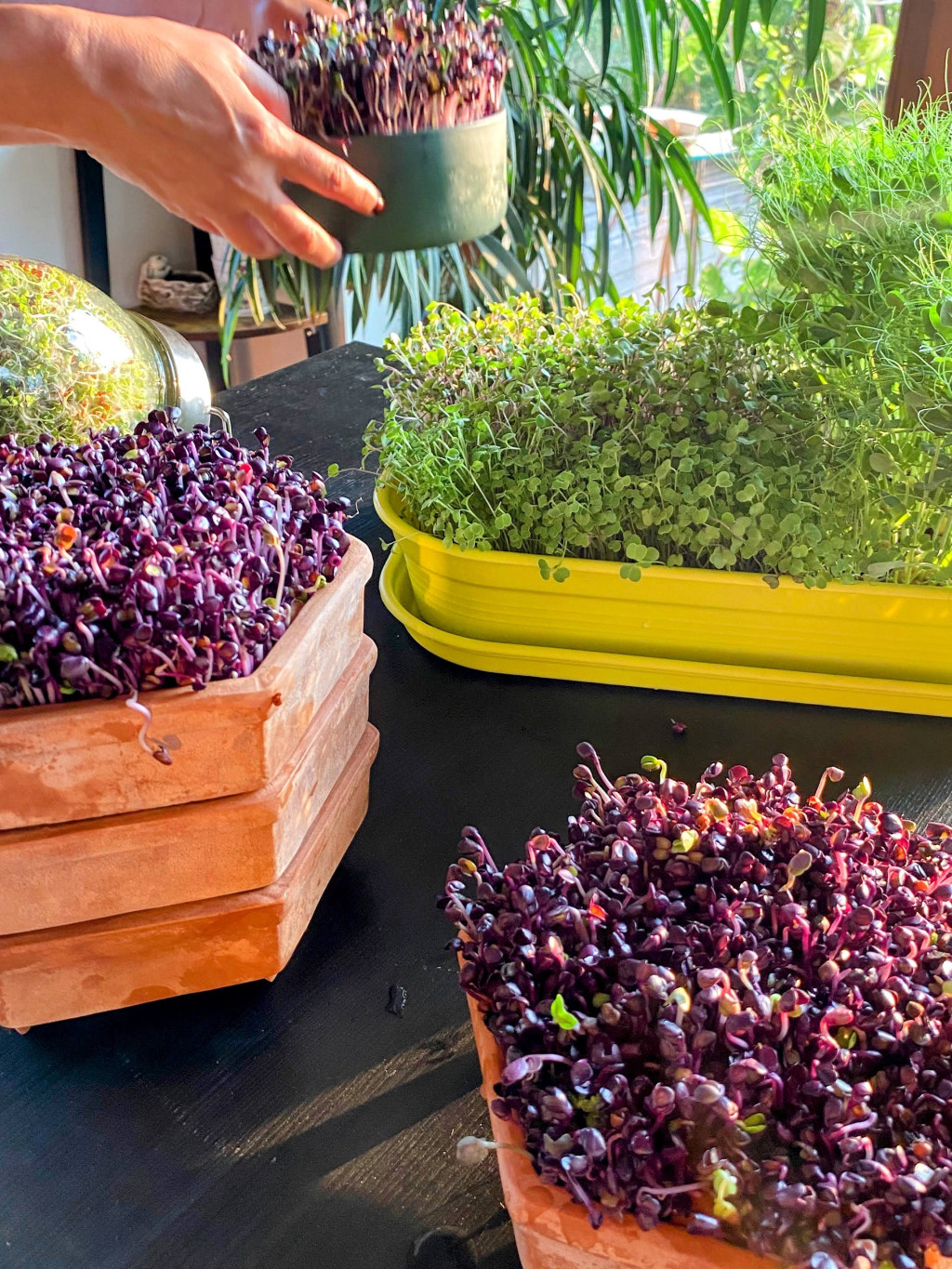 GEO Terracotta Csíráztató tál - Image 3