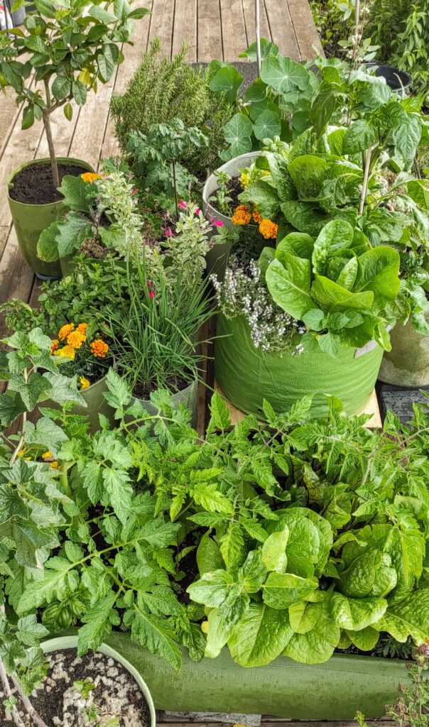 Sűrűn beültetett balkonláda különféle zöldségekkel: saláta, paradicsom és fűszerek egy jól működő erkélyi konyhakertben.