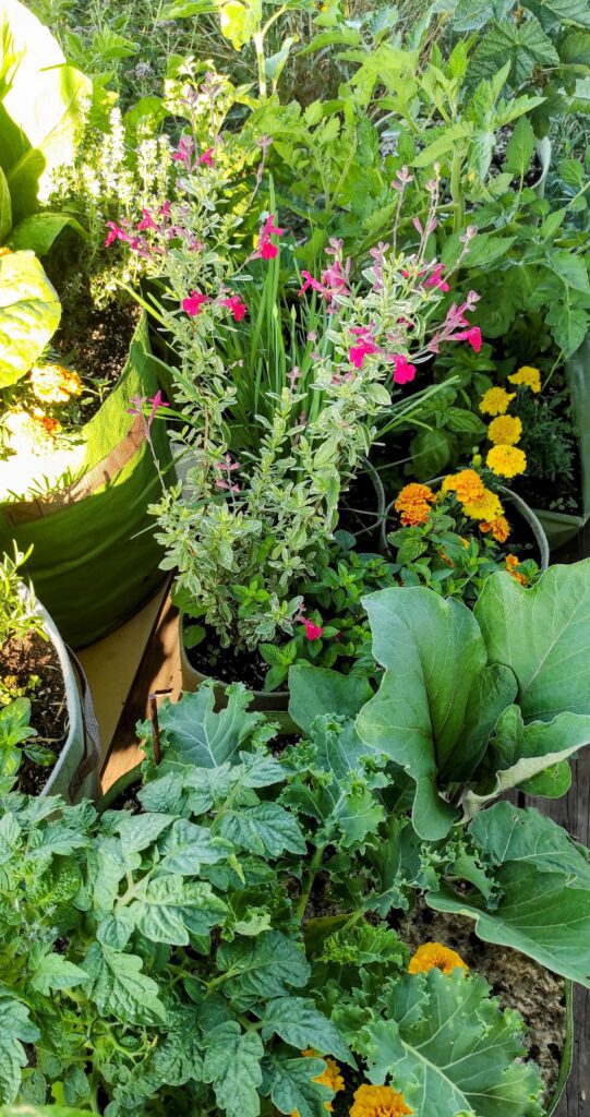 Sűrűn beültetett balkonláda különféle zöldségekkel: saláta, paradicsom és fűszerek egy jól működő erkélyi konyhakertben.