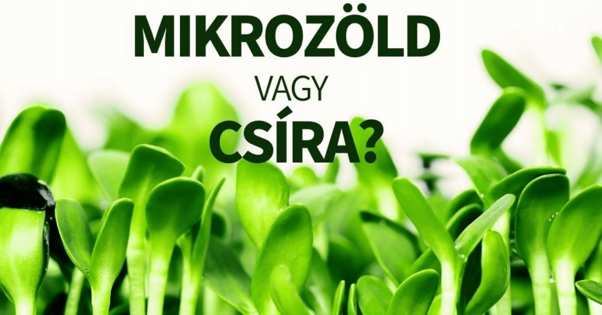 mikrozöld vagy csíra